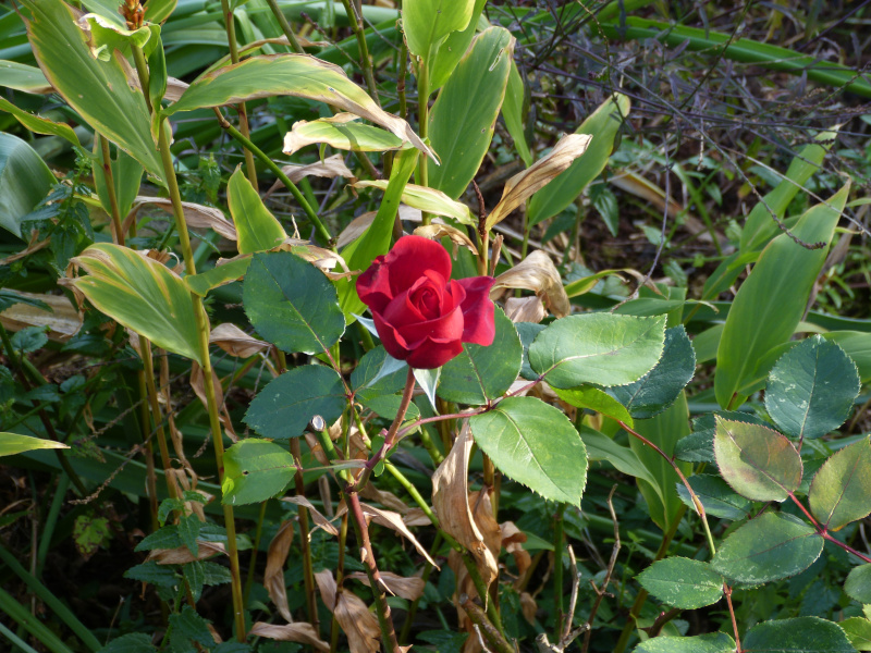 Rosa Ingrid Bergman 1.JPG