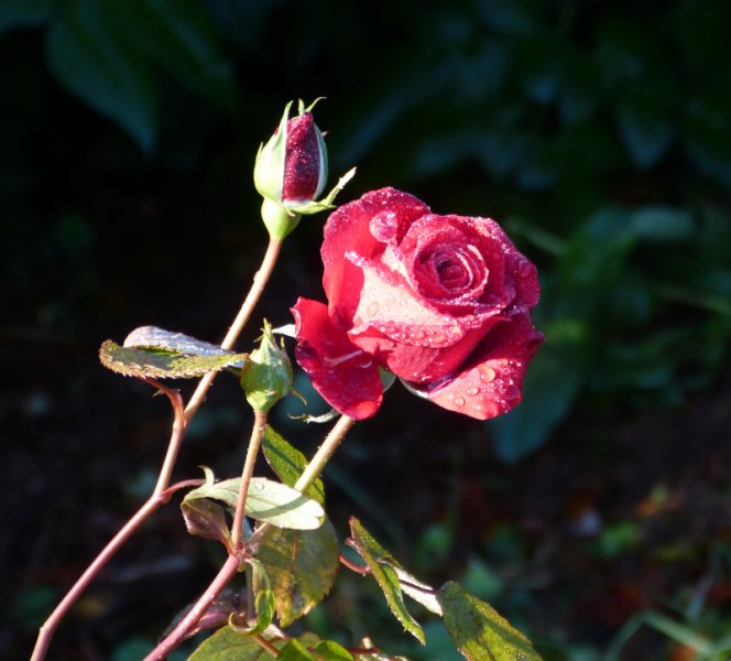 Rosa Ingrid Bergman 4.JPG