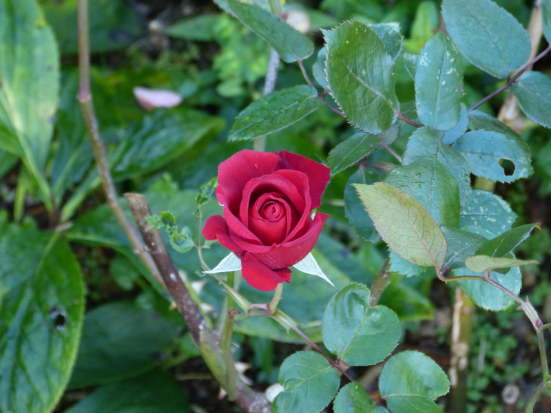 Rosa Ingrid Bergman.JPG