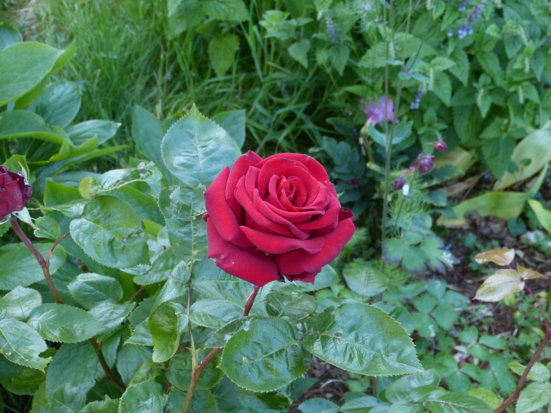 Rosa Ingrid Bergman.JPG