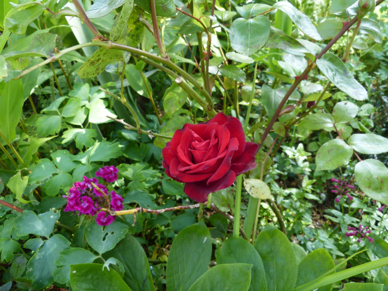 Rosa Ingrid Bergman.JPG