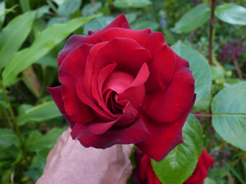 Rosa Ingrid Bergman.JPG