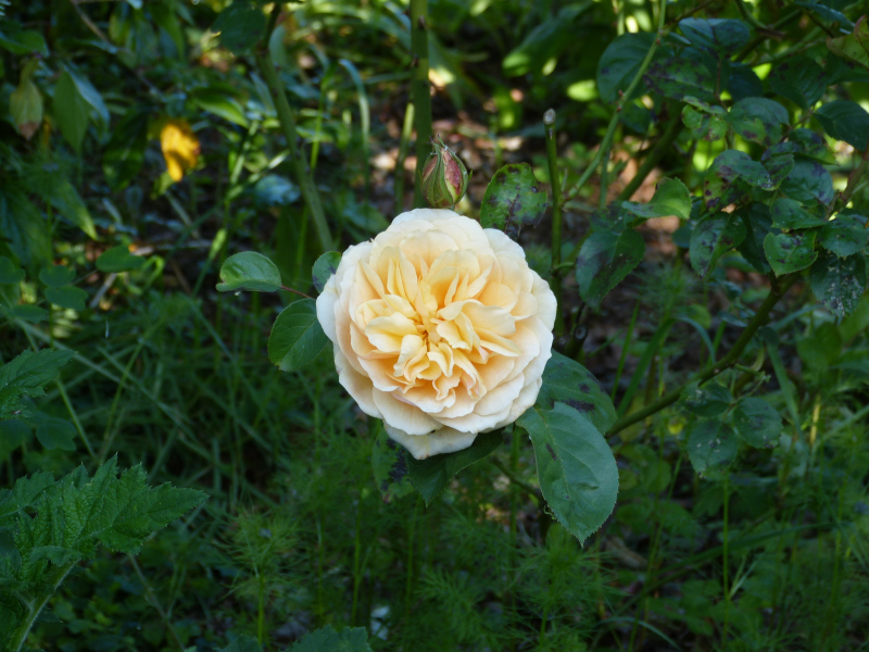 Rosa Lolabelle.JPG
