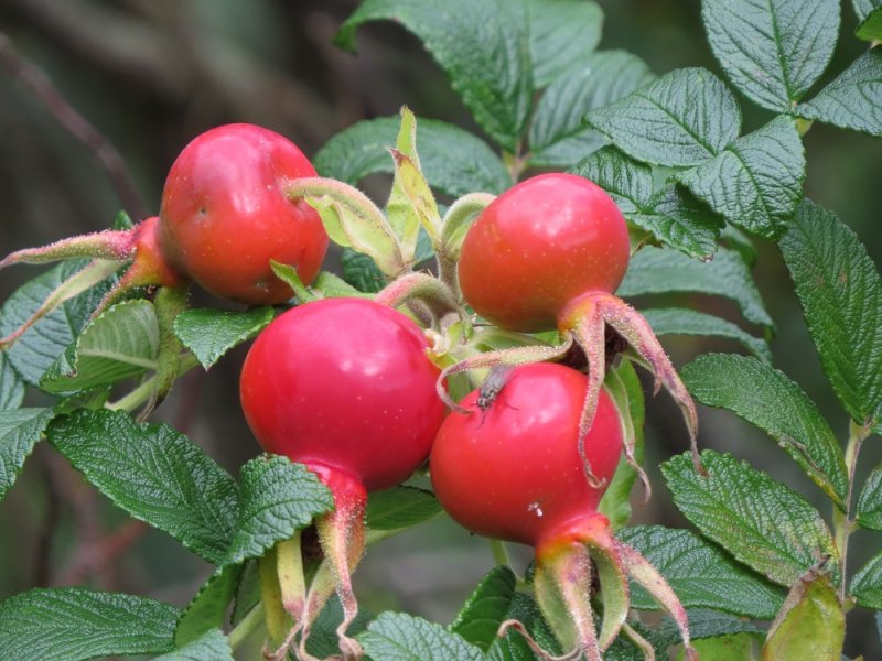 Rosa Rugosa hips (2).JPG