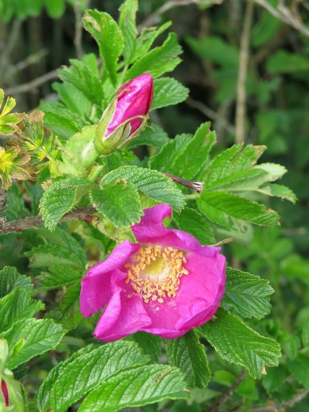 Rosa Rugosa.JPG