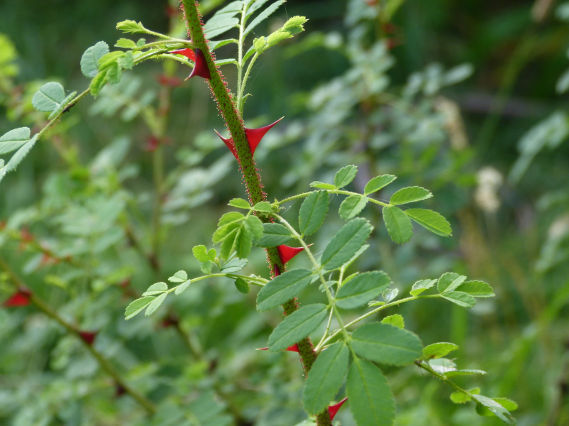 Rosa sericae.JPG