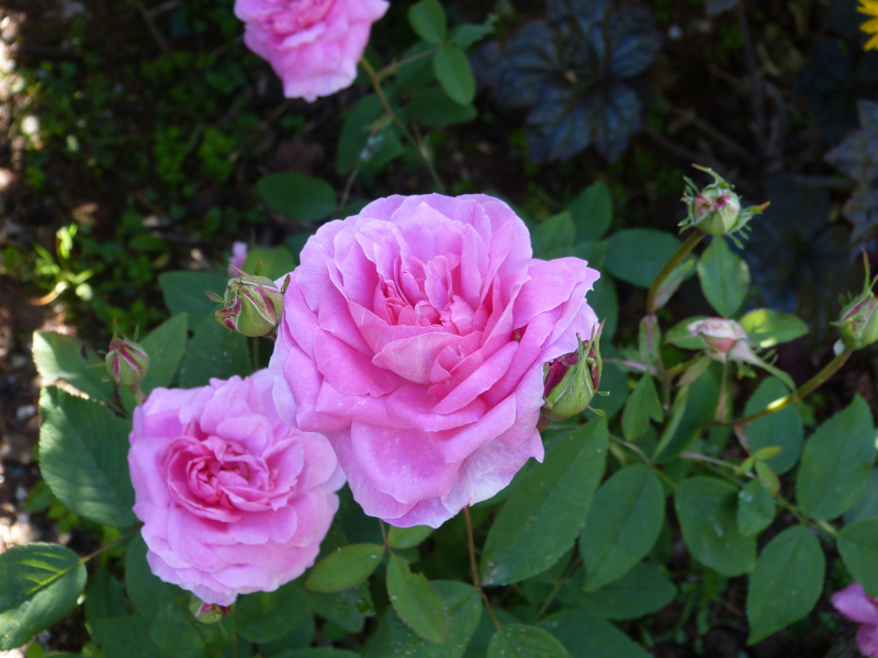 Rosa The Mayflower.JPG