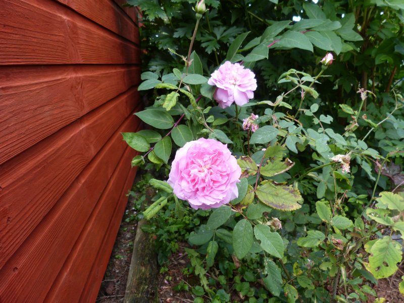 Rosa The Mayflower.JPG