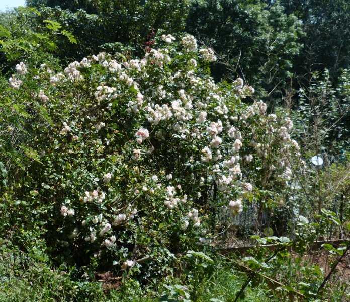 Rosa Treasure Trove.JPG