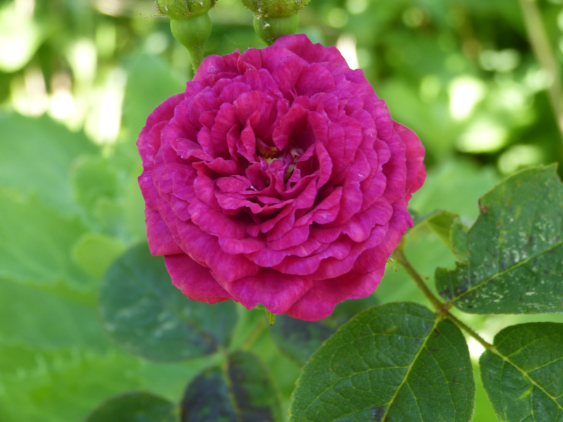 Rosa Zigeunerknabe.JPG