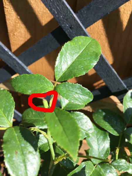 Rose AI Deadhead.jpeg