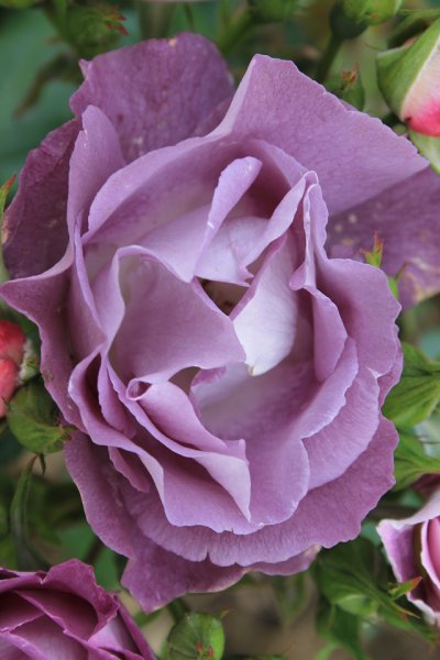 Rose 'Blue For You' (1).JPG