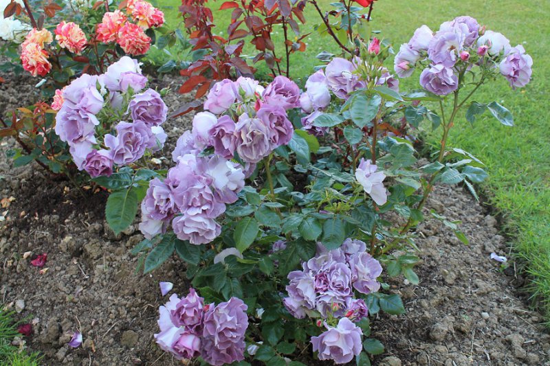 Rose 'Blue For You' (2).JPG