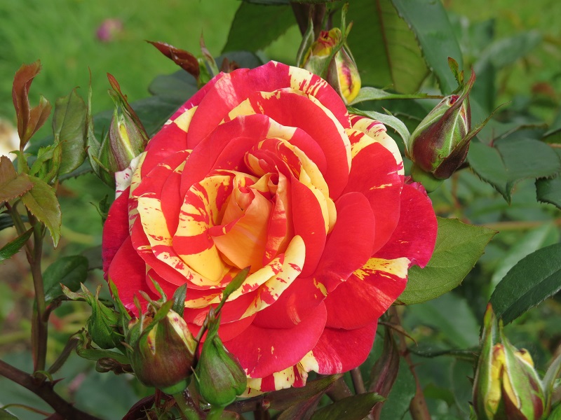 Rose 'Brushstrokes' (1).JPG