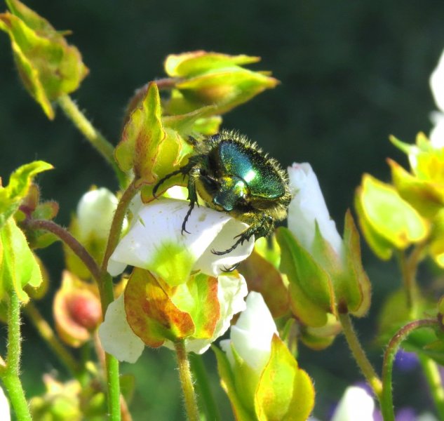 rose  chafer 1.jpg