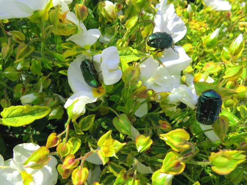 rose chafer 2.JPG