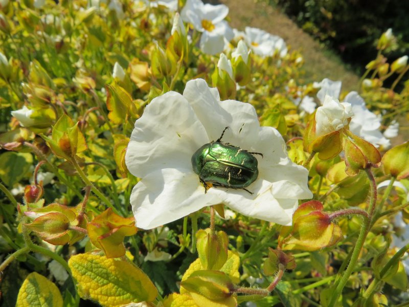 Rose chafer 3.JPG
