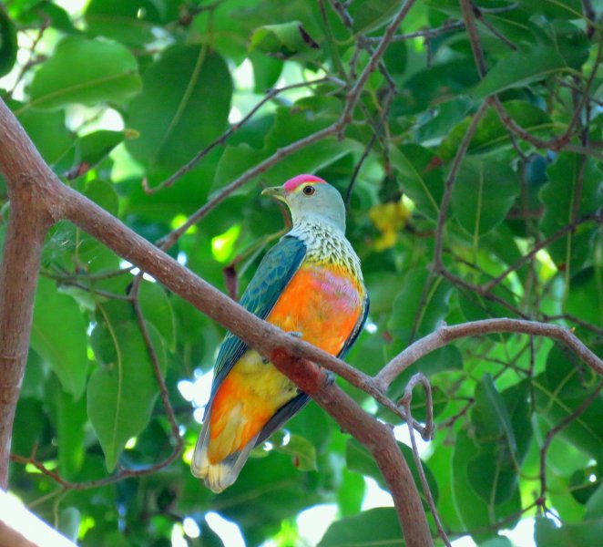 Rose Crowned Fruit Dove.JPG