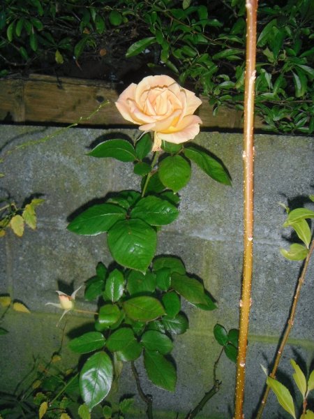 rose (december) (2).JPG