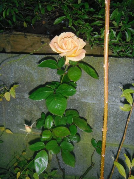 rose (december) (2).JPG