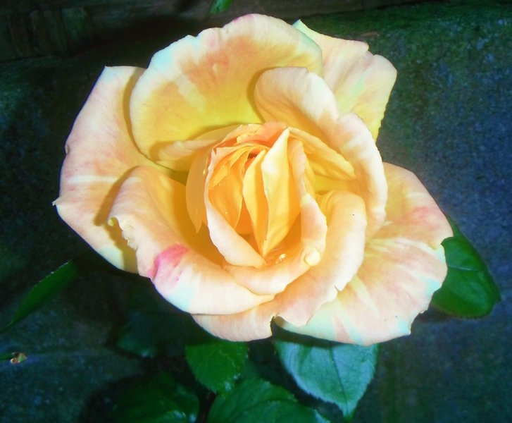 rose (december).JPG