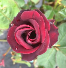 Rose-Hope-for-Justice-Fryers-Roses-web.jpg