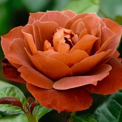 Rose 'Hot Chocolate' _ Spice _ Pinterest.jpg