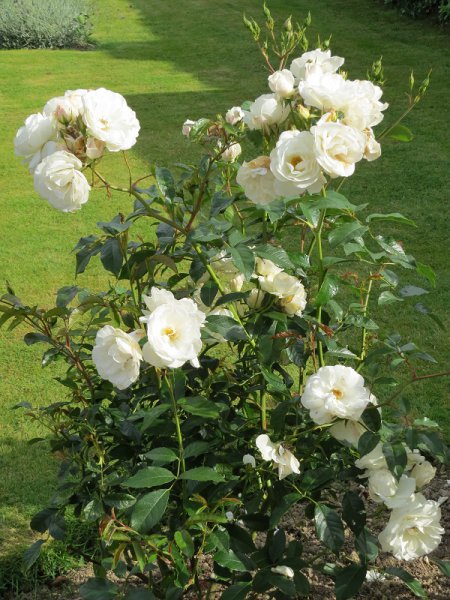 Rose 'Iceberg' (3).JPG