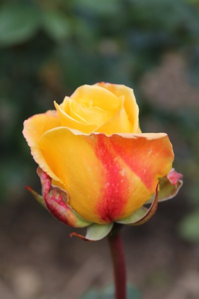 Rose 'Lincolnshire Yellow Belly' (1).JPG
