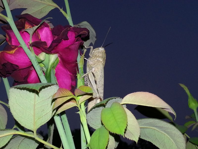 Rose-&-Locust.jpg