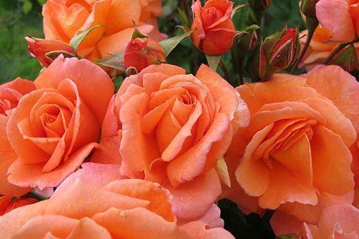 Rose-of-the-Year-2017-Scent-from-Heaven-940x627.jpg