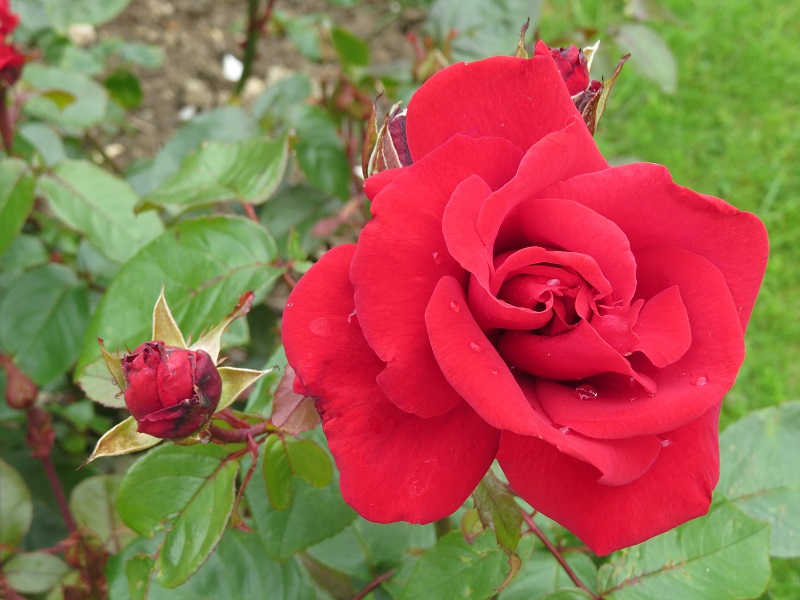Rose 'Rob Roy' (1).JPG