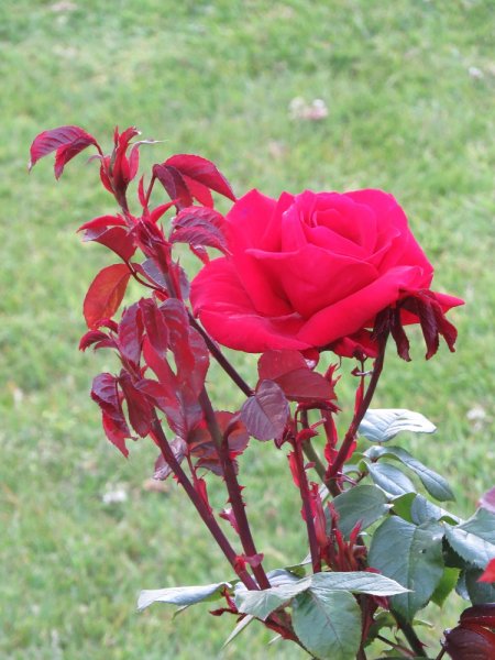 Rose 'Rob Roy' (1).JPG