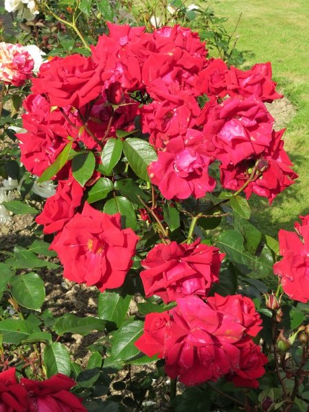 Rose 'Rob Roy' (2).JPG