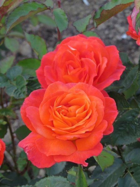 Rose 'Super Trouper' (3).JPG