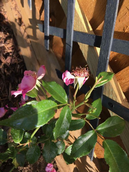 Rose SW Deadhead 2.jpeg