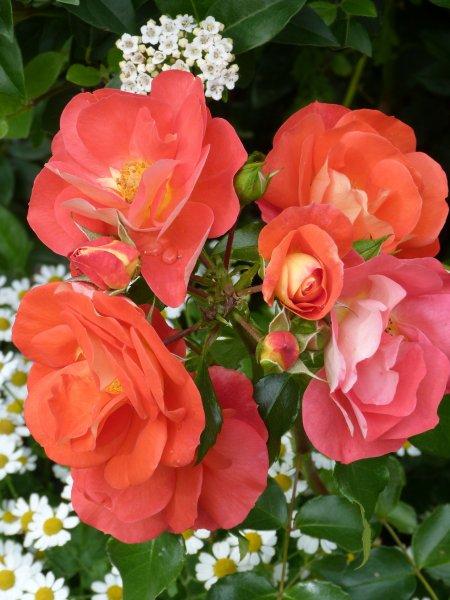 Rose today no label 28 August 2012 002.JPG