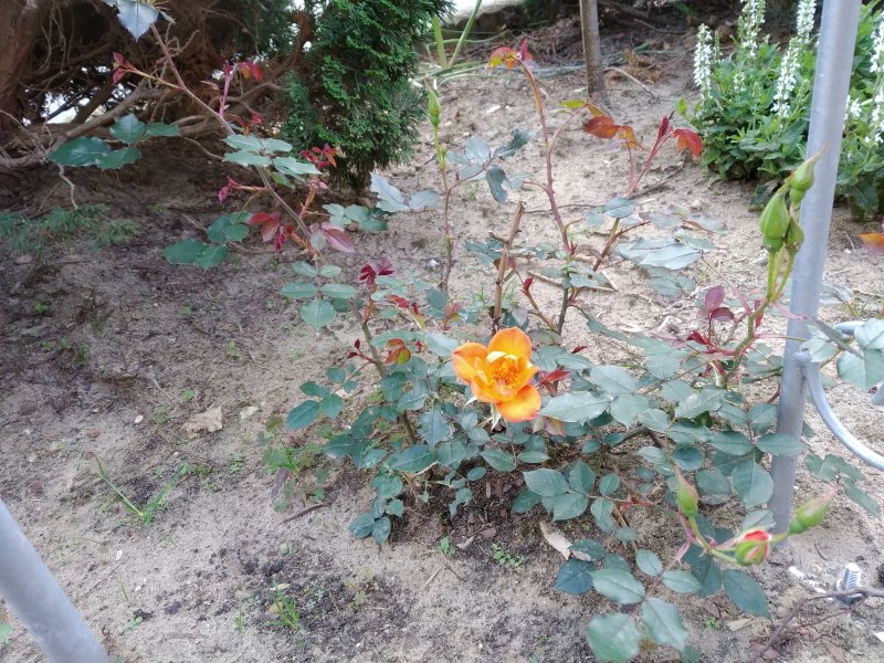 Rose Warm Welcome.jpg