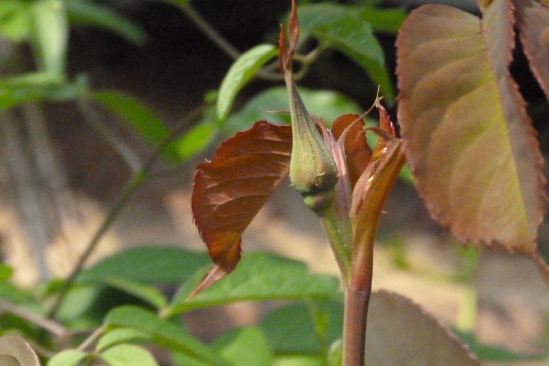 Rosebud today 001.JPG