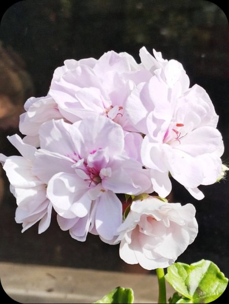 Rosebud3 4 May 24.jpg