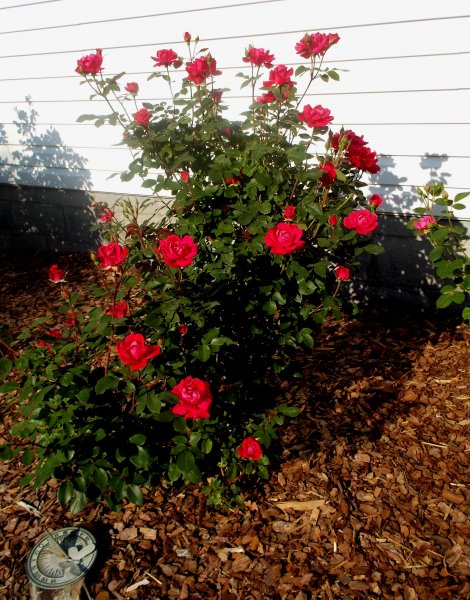 rosebush.jpg