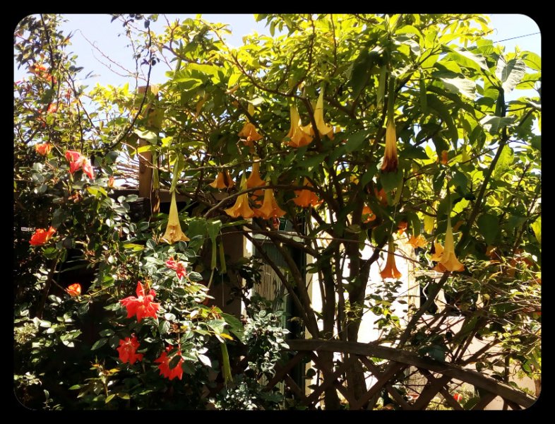 Roses and Brugmansia 16 Apr 21.jpg
