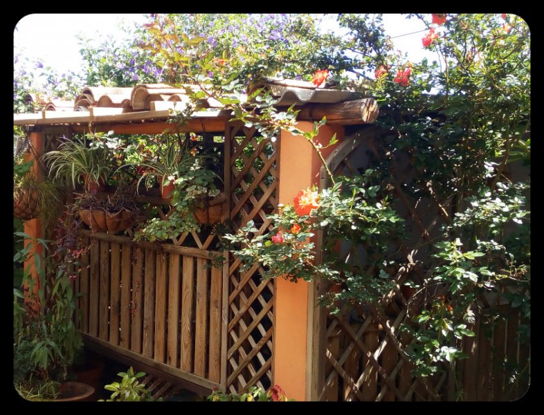 Roses and Solanum 16 Apr 21.jpg