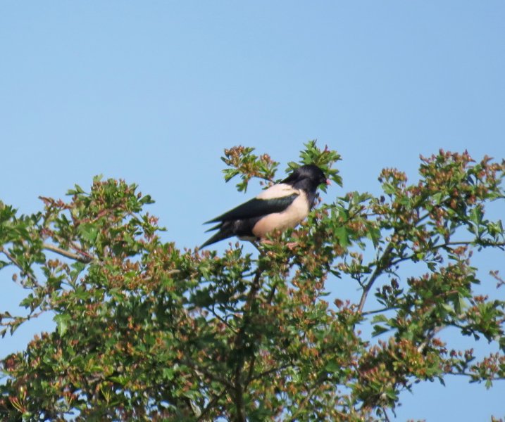Rosy Starling.JPG
