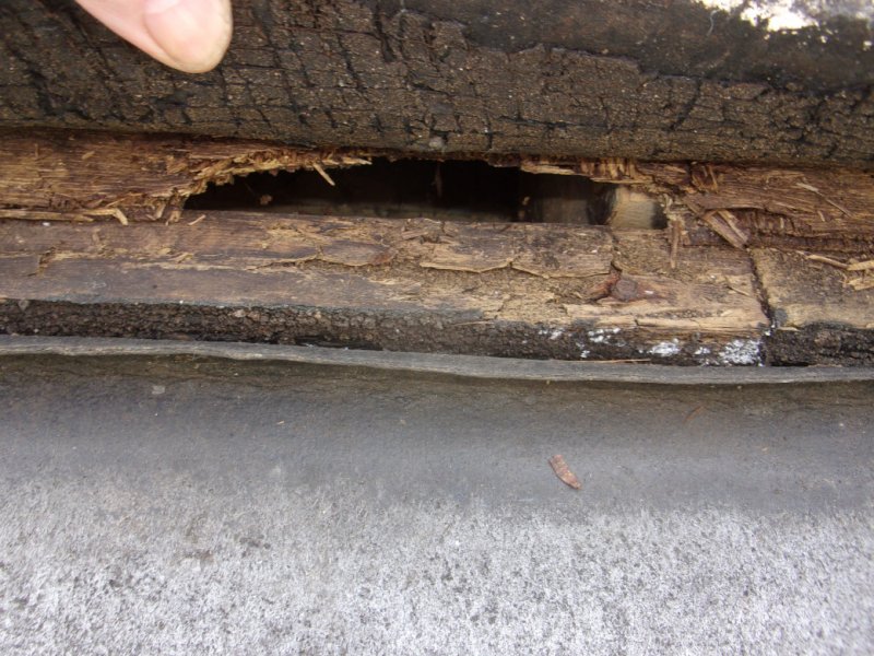 Rotten timber_0002.JPG