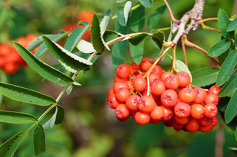 Rowan-berries.jpg
