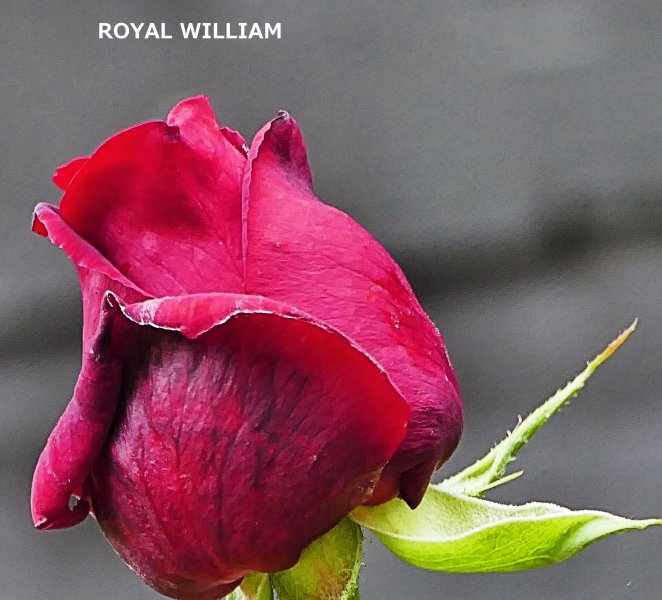 Royal William.jpg