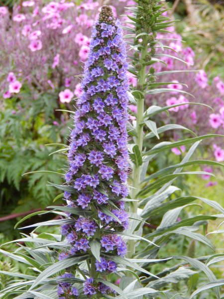 rsz_echium_fatuosum.jpg