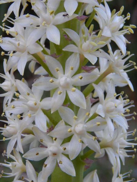 rsz_eucomis_pallididflora.jpg
