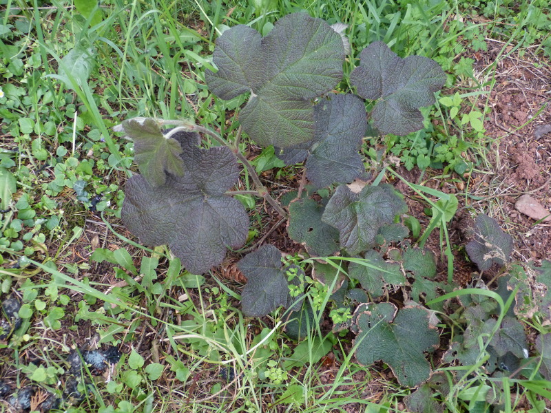 Rubus alcefolius.JPG
